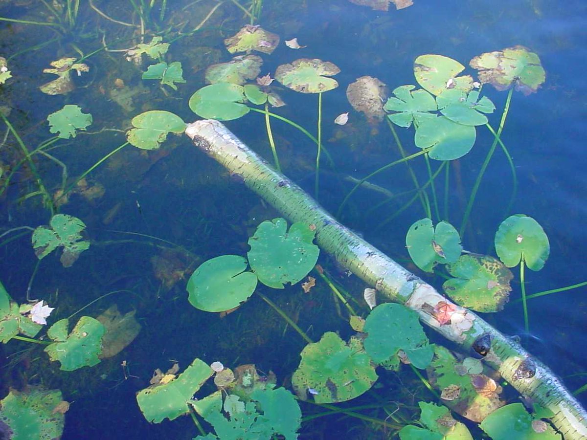 Chippewa National Forest tweet media