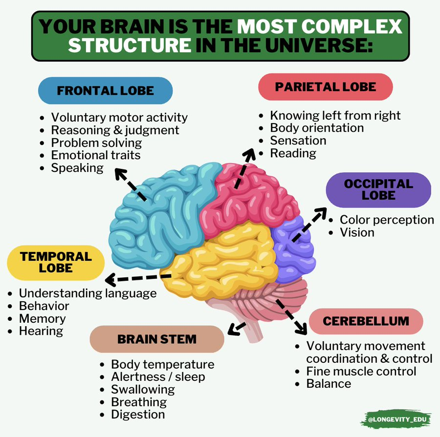 ☀️ #HappyTuesday #Twitter Friends! 👀 🧠 Your #brain is the most complex structure in the universe 👇🏽 @enilev @sonu_monika @mvollmer1 @Khulood_Almani @enricomolinari @Hana_ElSayyed @HeinzVHoenen @lyakovet @segundoatdell @stratorob @globaliqx @IoTchannel @IoTCommunity Via…