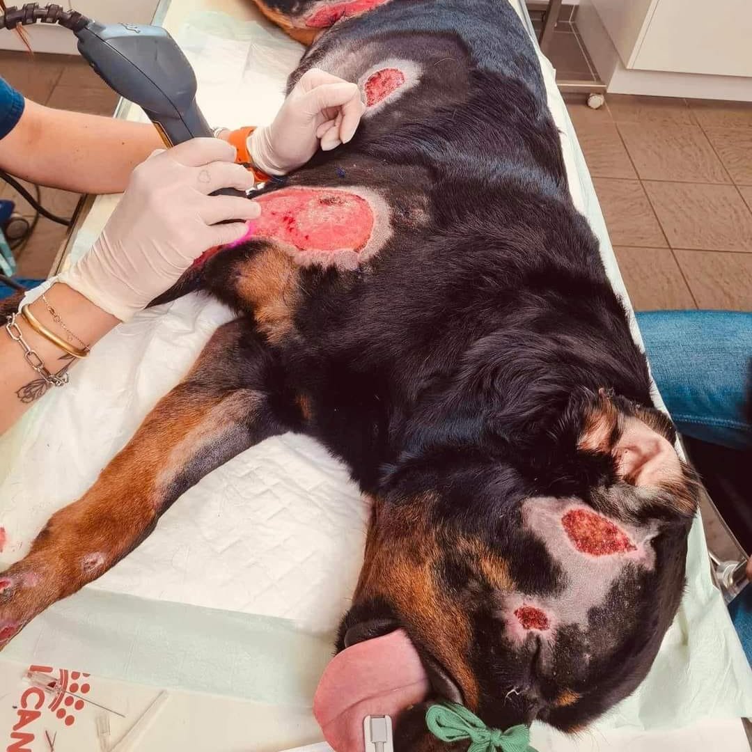 FBB_Officiel's tweet image. 🔴 #Justice
Le 22 juin dernier, Tyron avait été victime d’une violence inimaginable et retrouvé dans un fossé avec une lame de couteau de 7 cm plantée entre les deux yeux.
L'individu avait essayé de l'étrangler, puis l'avait attaché à l'arrière de sa voiture avec sa laisse pour