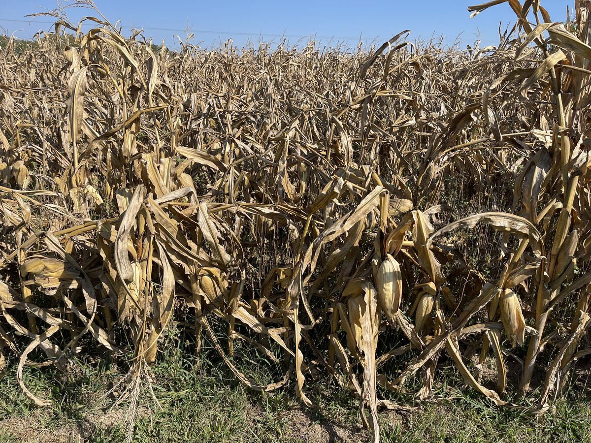 Cropwise1's tweet photo. Next time someone asks if you should spray at R5 in the presence of significant tar spot, I want you to remember these pictures.  I❤️🌽
#CornLivesMatter   
#Level10disappointment
#SpendalittleSavealot https://t.co/YQLZZAvz5z