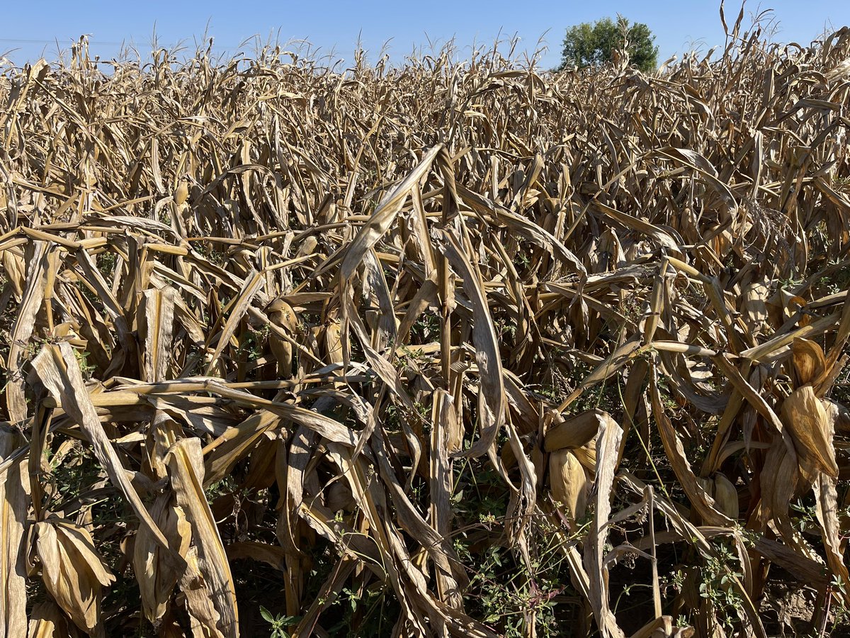 Cropwise1's tweet photo. Next time someone asks if you should spray at R5 in the presence of significant tar spot, I want you to remember these pictures.  I❤️🌽
#CornLivesMatter   
#Level10disappointment
#SpendalittleSavealot https://t.co/YQLZZAvz5z