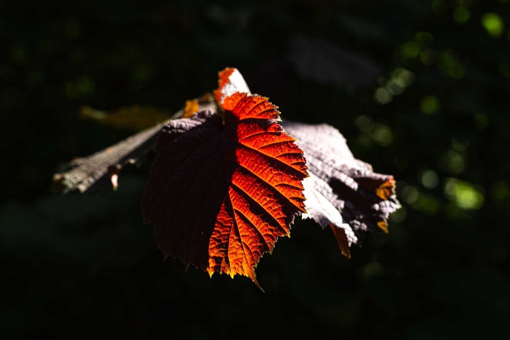 Sommer Abendlicht in Rotbuchenblatt
Summer Eveninglight in Red Beech Leaf