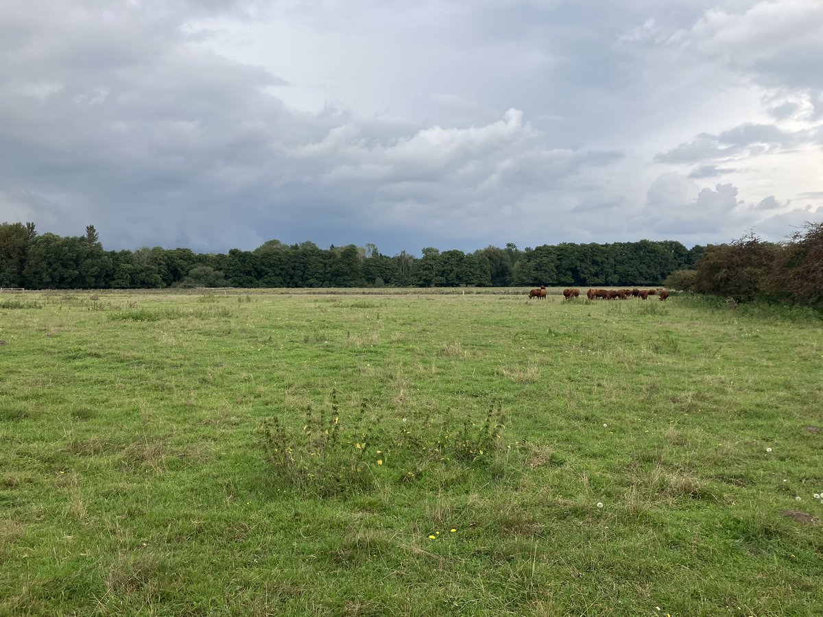 TonyJuniper's tweet photo. Tiny plants (Annual Knawel), vast skies &amp; inspiring doers making a difference for Nature at scale in one of England’s most distinctive landscapes. Great to meet visionary farmers from @BrecksFarmersWN to discuss future ambition &amp; opportunities coming with Landscape Recovery pilot https://t.co/Xvs7olksE7