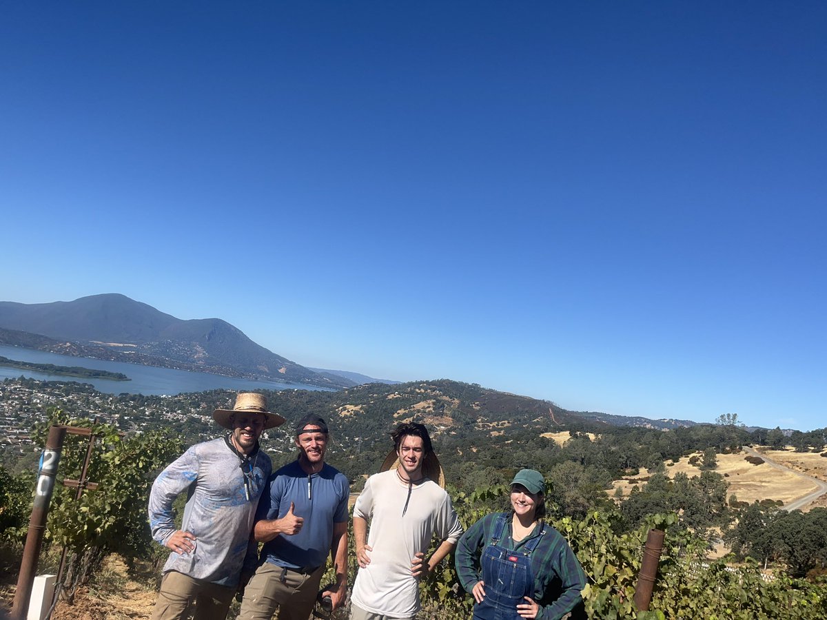 Harvest! We (@BugLundgren @amelie_gaudin labs)are studying how sheep grazing & other regenerative practices affect vineyards. We clip & weigh clusters from 12 vines/vineyard for yield, sample 1400 berries across 400 vines/vineyard to asses grape quality, & get our insect traps.