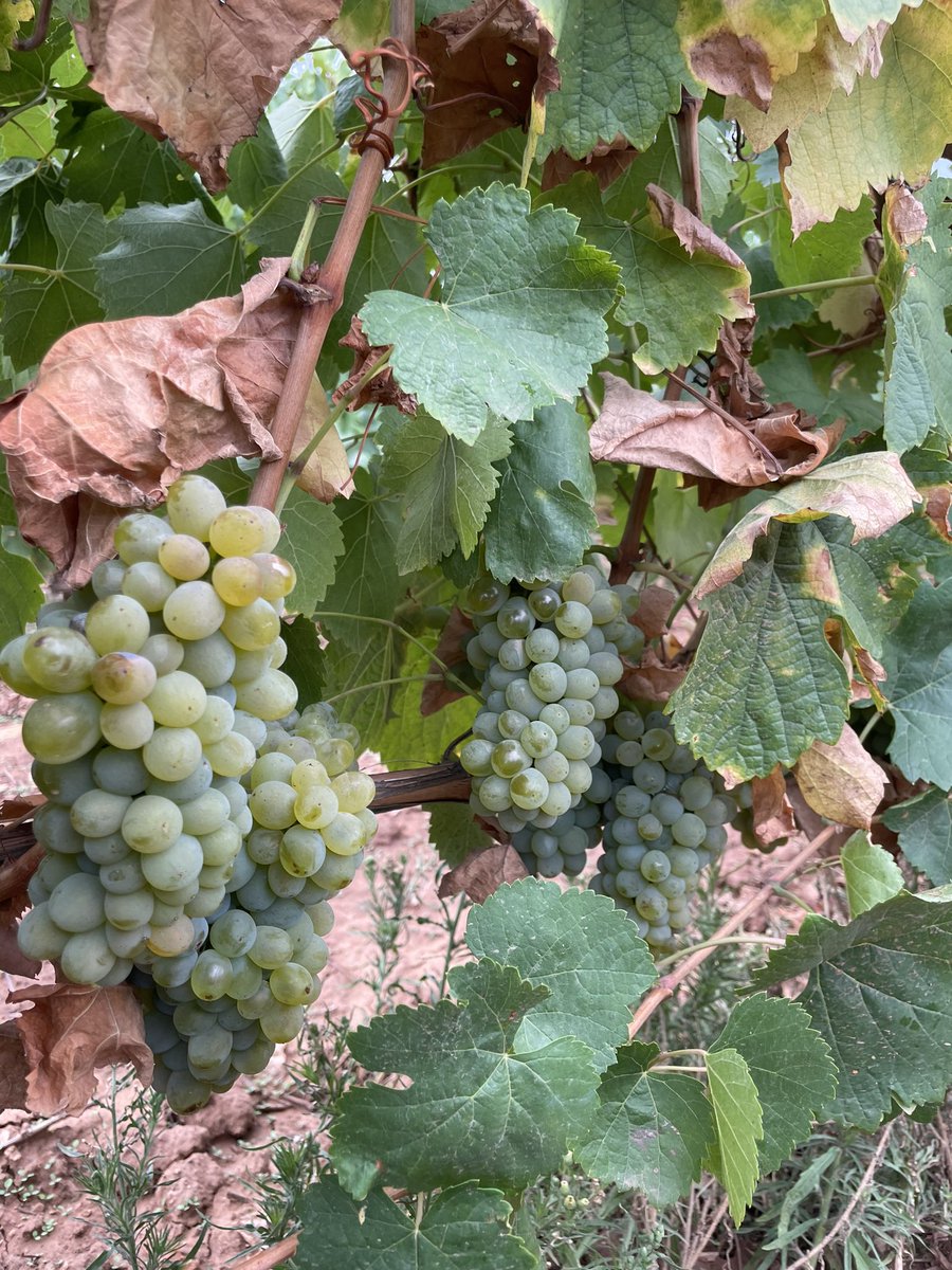 Tempranillo Blanco y Sauvignon Blanc.
700m de altitud.
Esto marcha.
<a href="/BodegasLezaGarc/">Bodegas Leza García</a>