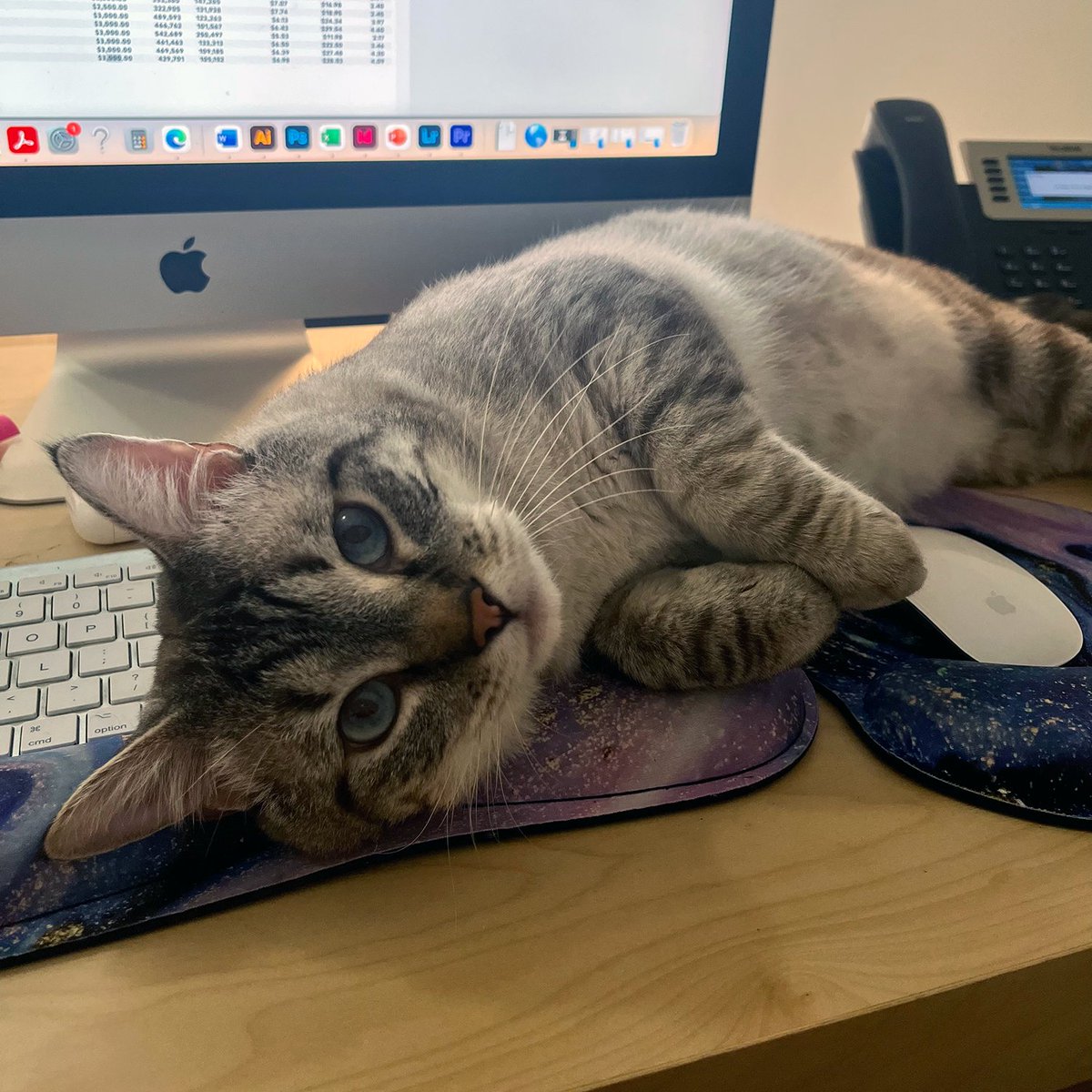 TheAMMOGroup's tweet photo. There once was a cat named Newman,
Whose favorite spot was the human's.
On the keyboard, he'd clumsily sprawl,
Sending drafts unintended to one and to all,
"Newman, not again!" we'd exasperatedly call. https://t.co/bbP1P0gcDR