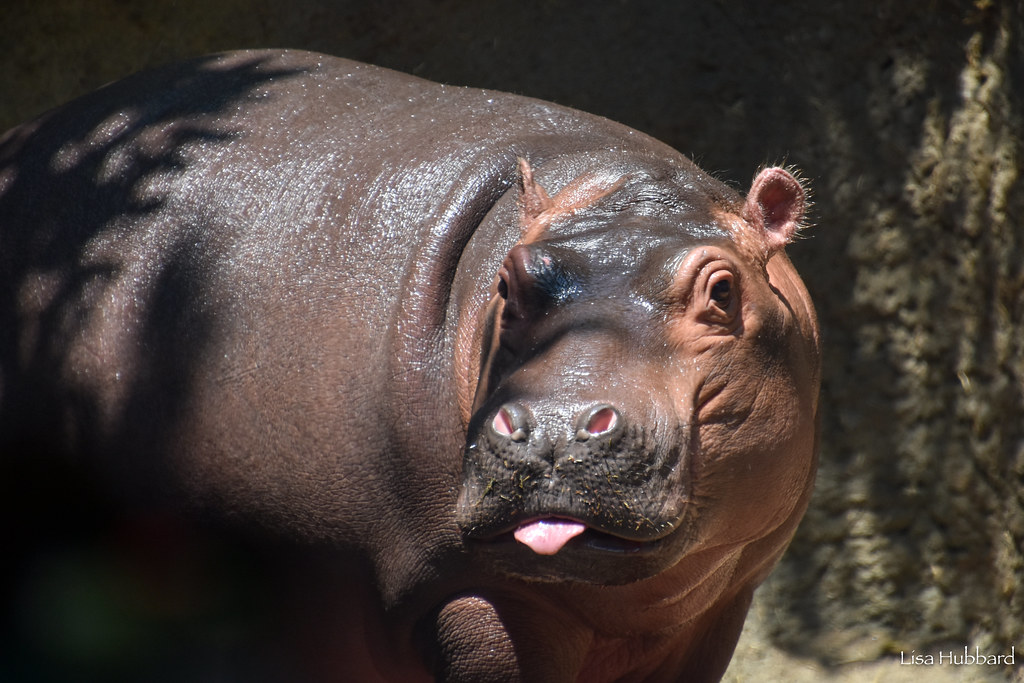 Fritz with a cute #tongueouttuesday!