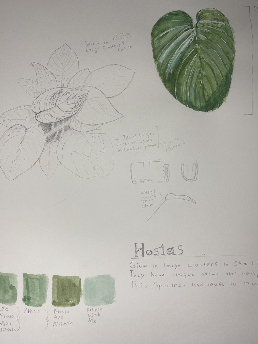 Creaturesbytim's tweet photo. Also here is a study of a Hostas plant. https://t.co/va8nF973T8