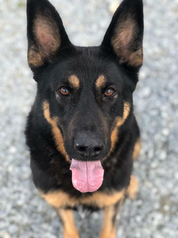 URGENT APPEAL FOR FOR FOSTER AND FOREVER HOMES FOR GERMAN SHEPHERDS AND MALINOIS, VARIOUS LOCATIONS IN #ENGLAND AND #WALES.

This small registered charity is 'full to the brim'. They have dogs waiting in council pounds that are about to be put to sleep.

If they can get some of