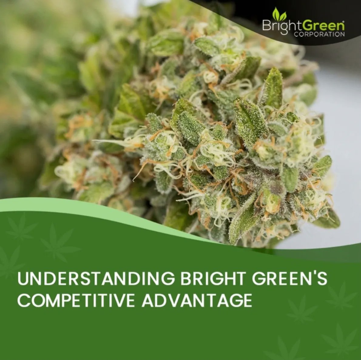BrightGreenUSA's tweet photo. The DEA registration will provide Bright Green Corporation with market leverage not accessible to other companies growing cannabis in the U.S. at this stage of the evolution of this exciting sector.

#BrightGreen https://t.co/A842bEMmDB