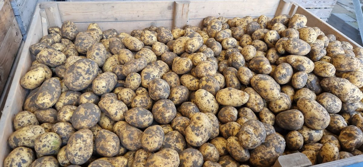 Prachtige #tafelaardappels, geen bijzonderheden. Bij de #groenteboer €1,70 per kilo en de boer krijg €0,27 cent aangeboden. 🤡  Ergens gaat er iets mis..