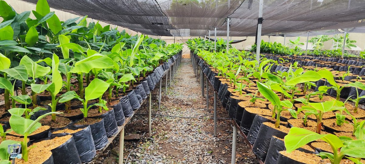 AgrocalidadEC's tweet image. #Guayas | En el marco de la visita de expertos internacionales de @BiovIntCIAT_esp
revisamos procedimientos de producción, comercialización y movilización de material de propagación de musáceas 🍌en los centros de especies vegetales. 

#EcuadorSinFocR4T 🇪🇨