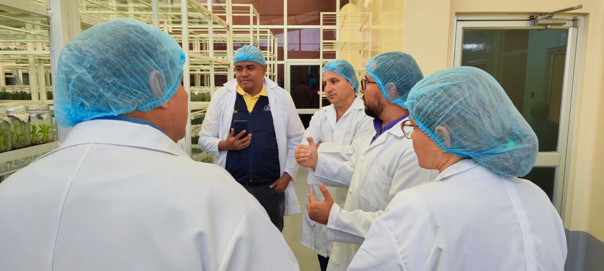 AgrocalidadEC's tweet image. #Guayas | En el marco de la visita de expertos internacionales de @BiovIntCIAT_esp
revisamos procedimientos de producción, comercialización y movilización de material de propagación de musáceas 🍌en los centros de especies vegetales. 

#EcuadorSinFocR4T 🇪🇨