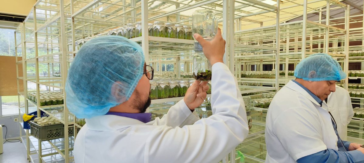 AgrocalidadEC's tweet image. #Guayas | En el marco de la visita de expertos internacionales de @BiovIntCIAT_esp
revisamos procedimientos de producción, comercialización y movilización de material de propagación de musáceas 🍌en los centros de especies vegetales. 

#EcuadorSinFocR4T 🇪🇨