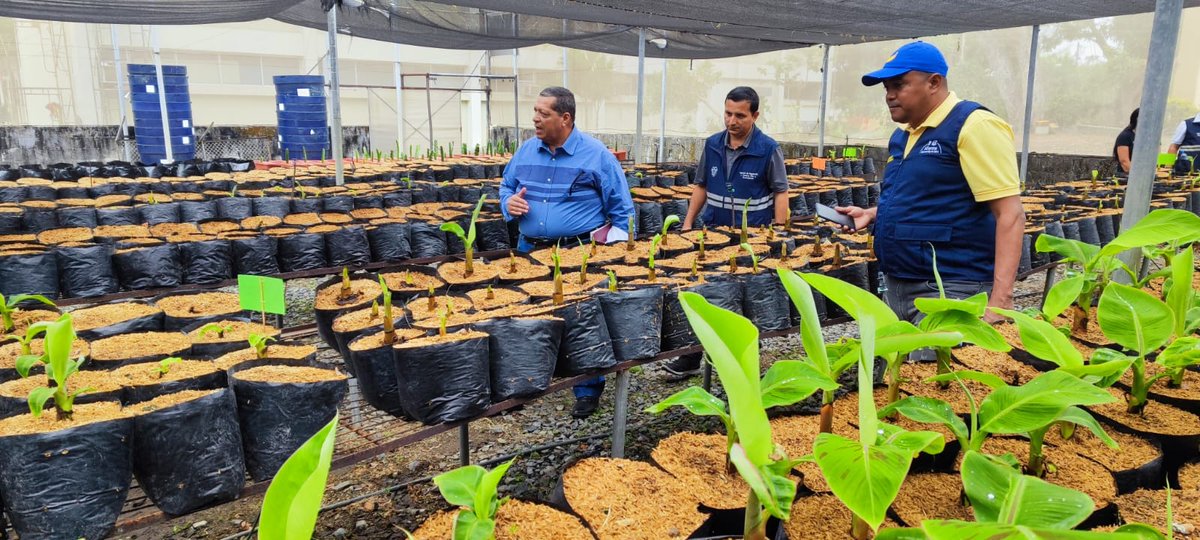 AgrocalidadEC's tweet image. #Guayas | En el marco de la visita de expertos internacionales de @BiovIntCIAT_esp
revisamos procedimientos de producción, comercialización y movilización de material de propagación de musáceas 🍌en los centros de especies vegetales. 

#EcuadorSinFocR4T 🇪🇨