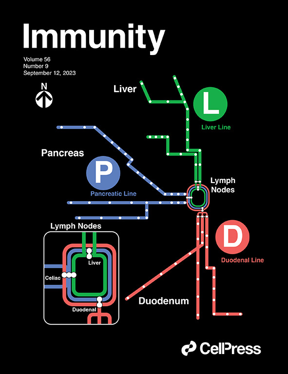 ImmunityCP's tweet image. New issue online! Cover depicts work from Esterházy, Brown, @macyrkomnick &amp;amp;co identifying lymph node co-drainage between pancreas, gut, &amp;amp; liver that leads to immune crosstalk &amp;amp; impacts pancreatic autoimmunity. Image by Hailey Brown, inspired by the #Chicago metro rail map…