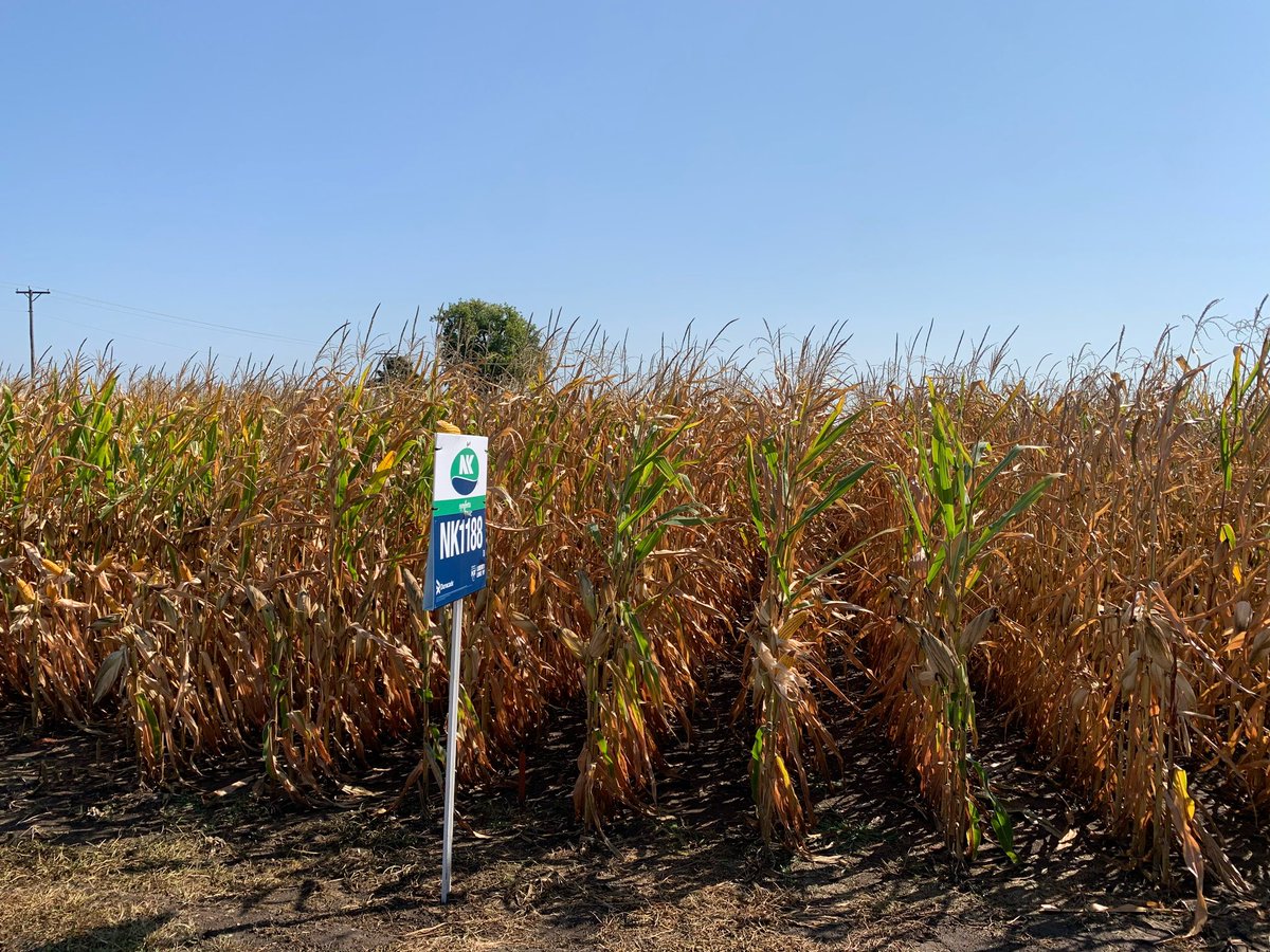 Susie Heavner tweet media