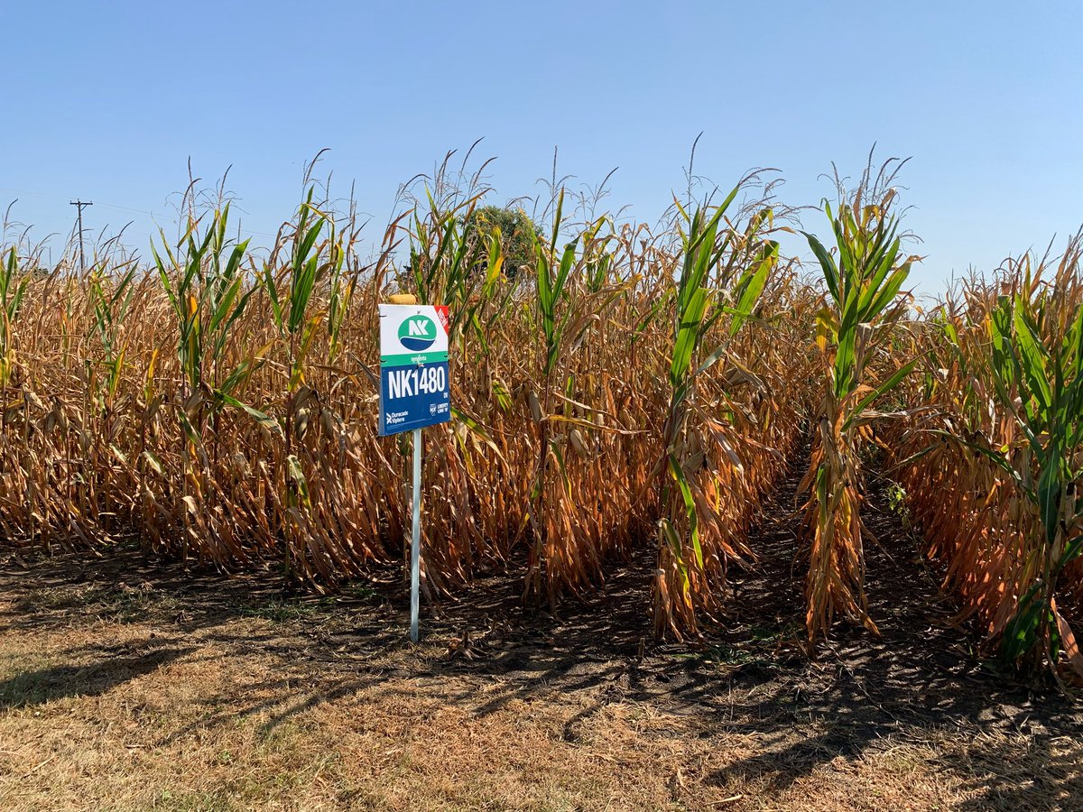 Susie Heavner tweet media