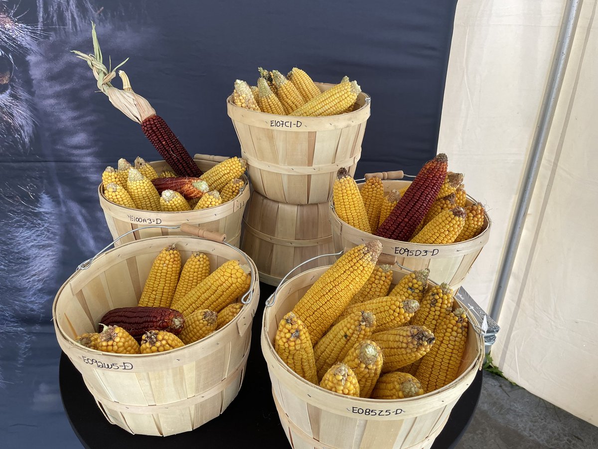 Doug Helm tweet media