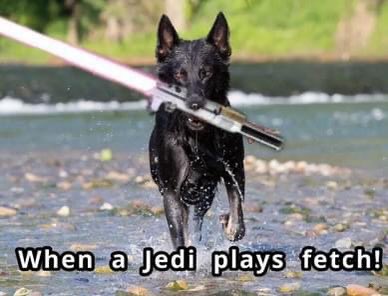 StarkKommand's tweet photo. When a Jedi plays fetch 😂 #StarWars #photoshop #photoshops #GermanShepherd #fetch #jedi #dog #AdamStark https://t.co/93J0j3cqlr