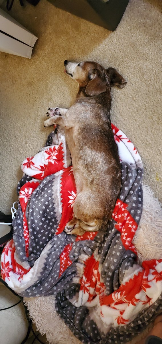 IamBoogie's tweet image. Hi furriends mommy and daddy agreed to keep Derby while his family Gathers at his papa's bedside. Please keep his papa in your prayers. He suffered a major stroke and is not expected to recover. Dis Derby relaxing wid us in da office. Prayers please. Lub, Boogie