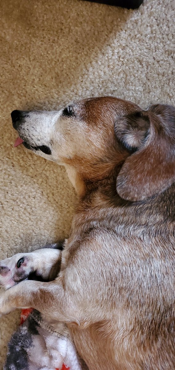 IamBoogie's tweet image. Hi furriends mommy and daddy agreed to keep Derby while his family Gathers at his papa's bedside. Please keep his papa in your prayers. He suffered a major stroke and is not expected to recover. Dis Derby relaxing wid us in da office. Prayers please. Lub, Boogie