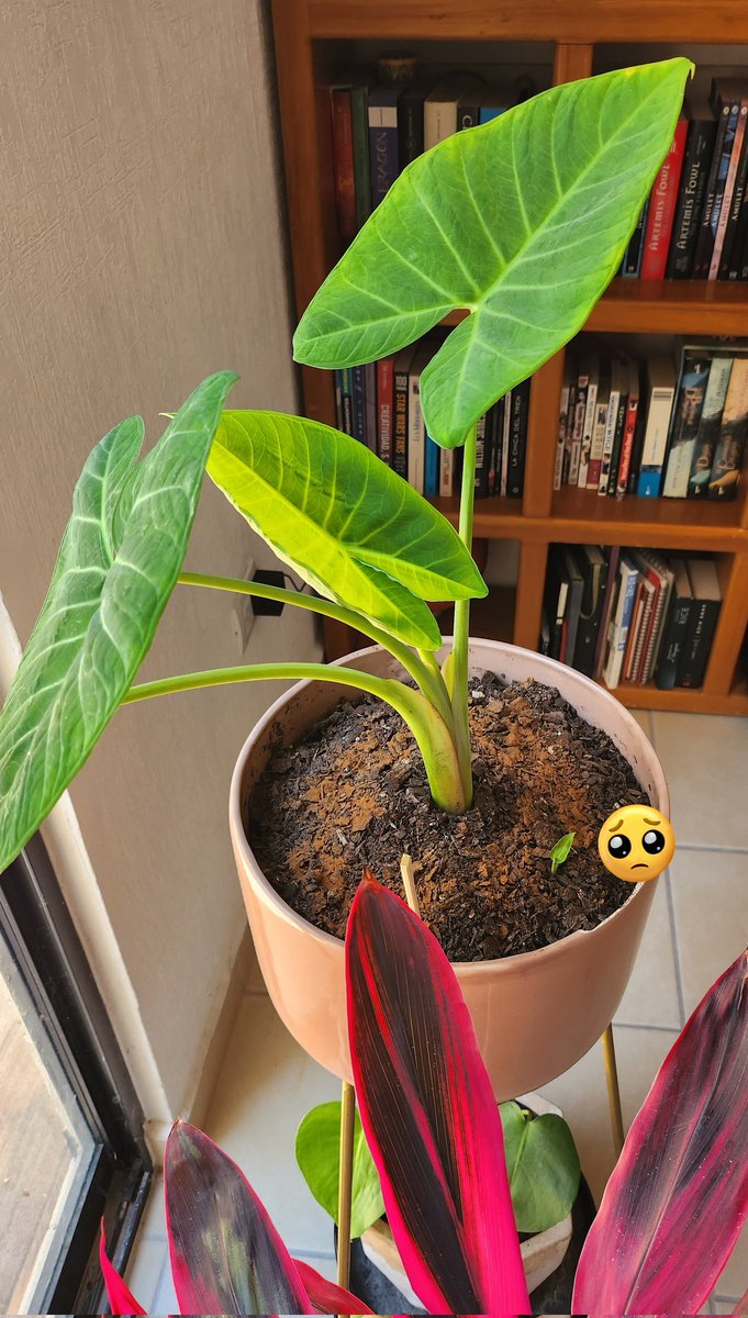 Bequeishon's tweet photo. Mi plantita ya no ha crecido más... pero ya tuvo una hijita 🥹 https://t.co/JSjE7YDTQB