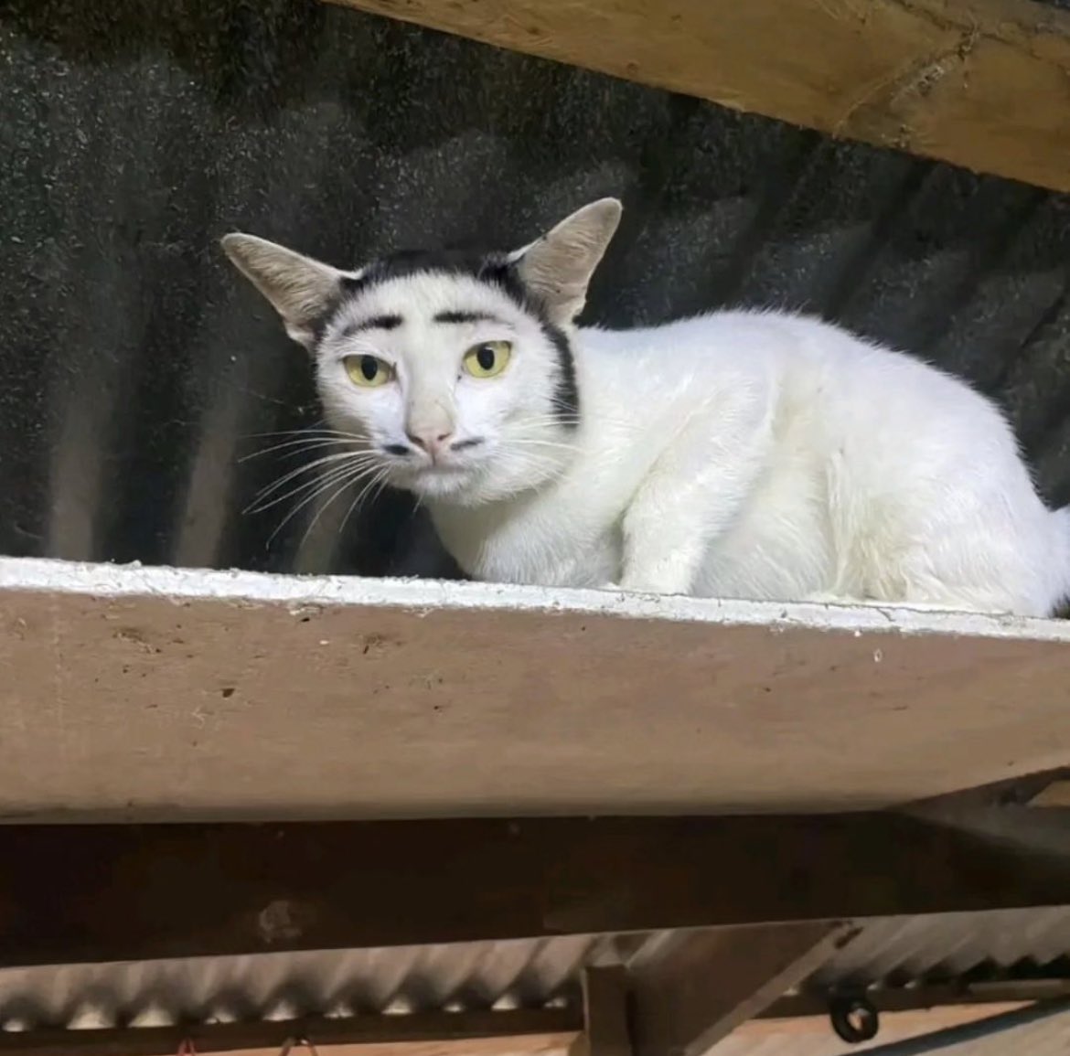 bbmaxfischer's tweet image. Mark Ruffalo in Poor Things