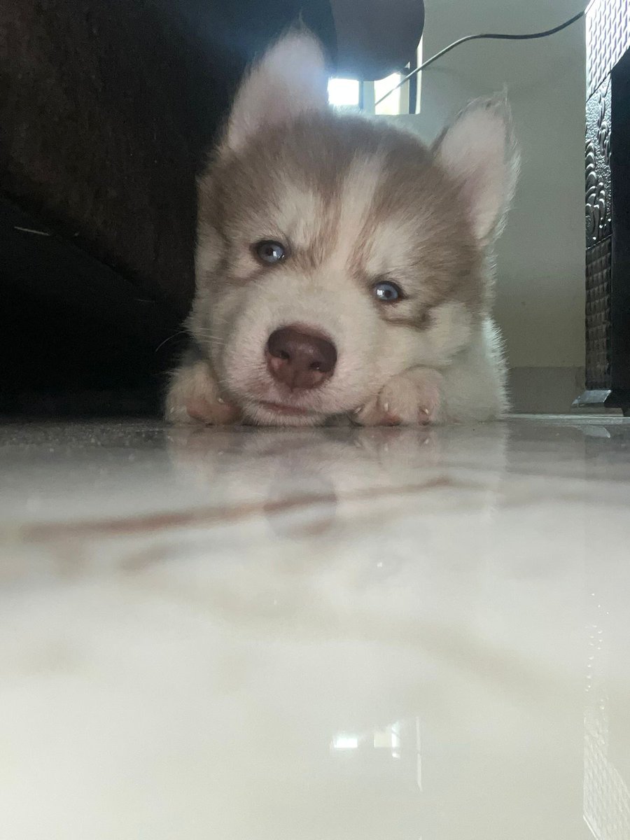 KingAnBru's tweet photo. This breeder is Keeping dogs In an Unhealthy,Unhygienic Place. The Puppies are Suffering from Tick Borne Infection and Dying.
@Manekagandhibjp the Puppy was only 43 days old when it passed away.

Breeders Number:- 7760146164
Link on google:- https://t.co/19Qs2ArJqY https://t.co/QLUzsCVfml