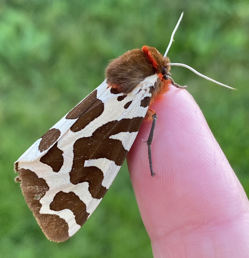 ProfKateJones's tweet image. JOB ALERT! With @UCLEast campus officially opening on Monday, what better time to advertise our @UCLCBER Prof in Ecosystems &amp;amp; Biodiversity Research! Exciting role to support growth &amp;amp; leadership of People and Nature Lab. Deadline 26th Oct 2023 tinyurl.com/2dfrf5pc