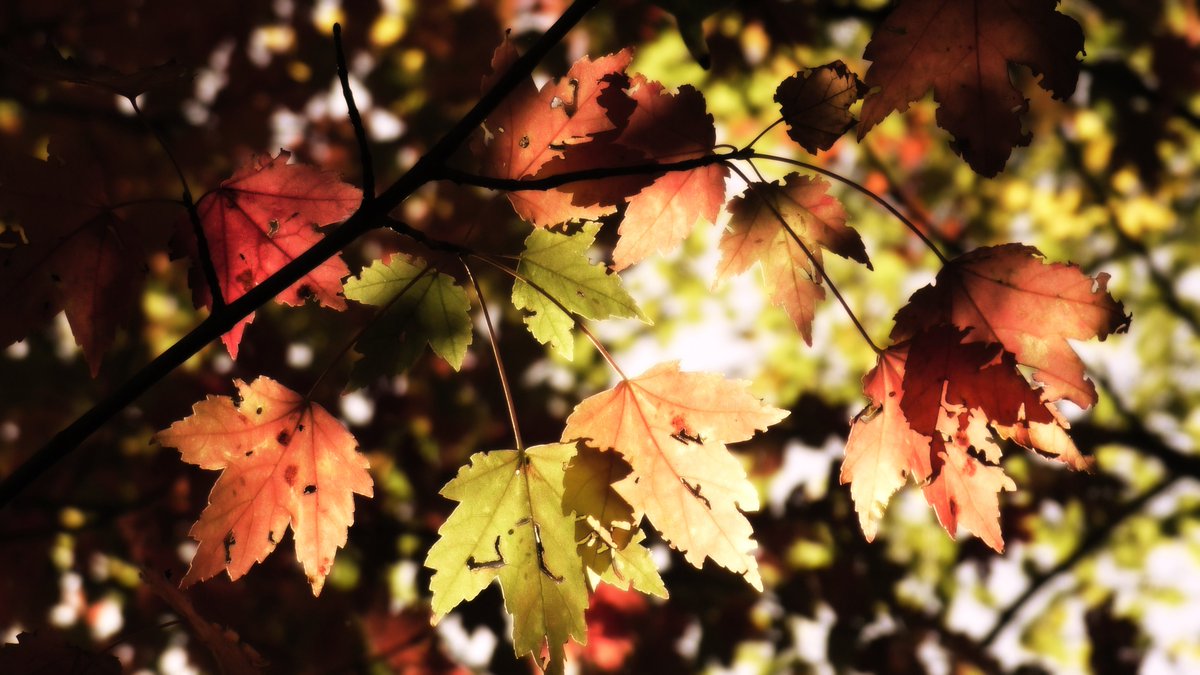 That feeling when you wake up and suddenly realize: autumn has come, the sun draws lower, and it's only a matter of time before the snows of winter make themselves at home. My photographic piece 'Fall Sets In'.

#art #photography #autumn #fall #fallfoliage #fallleaves #tree…