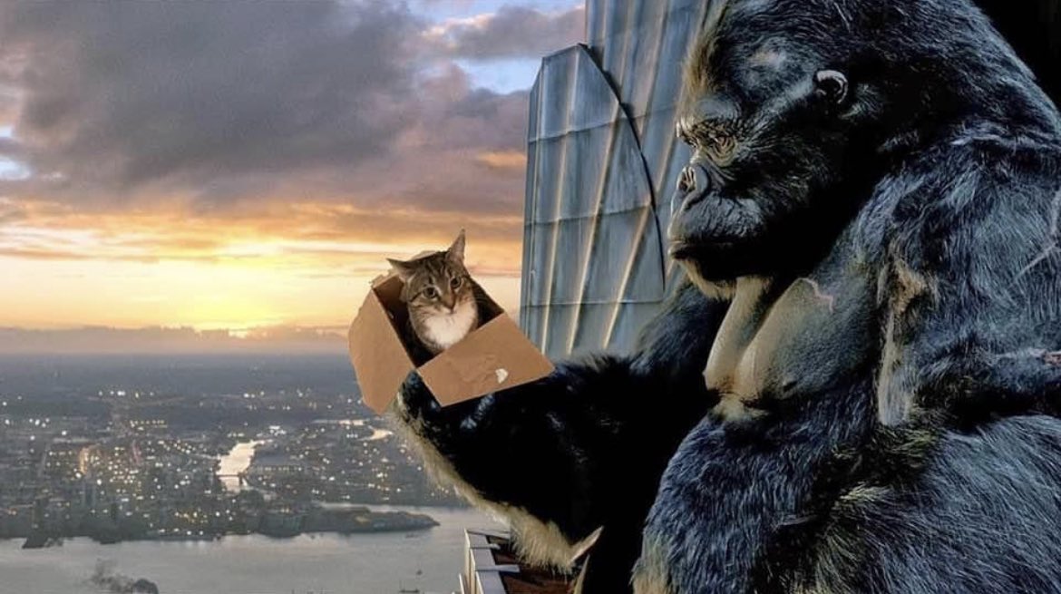 StarkKommand's tweet photo. King Kong found my cat in a box! 😂 #kingkong #cat #catinabox #wheresmypackage #specialdelivery #photoshop #photoshops #AdamStark https://t.co/4nkEm0bw1J