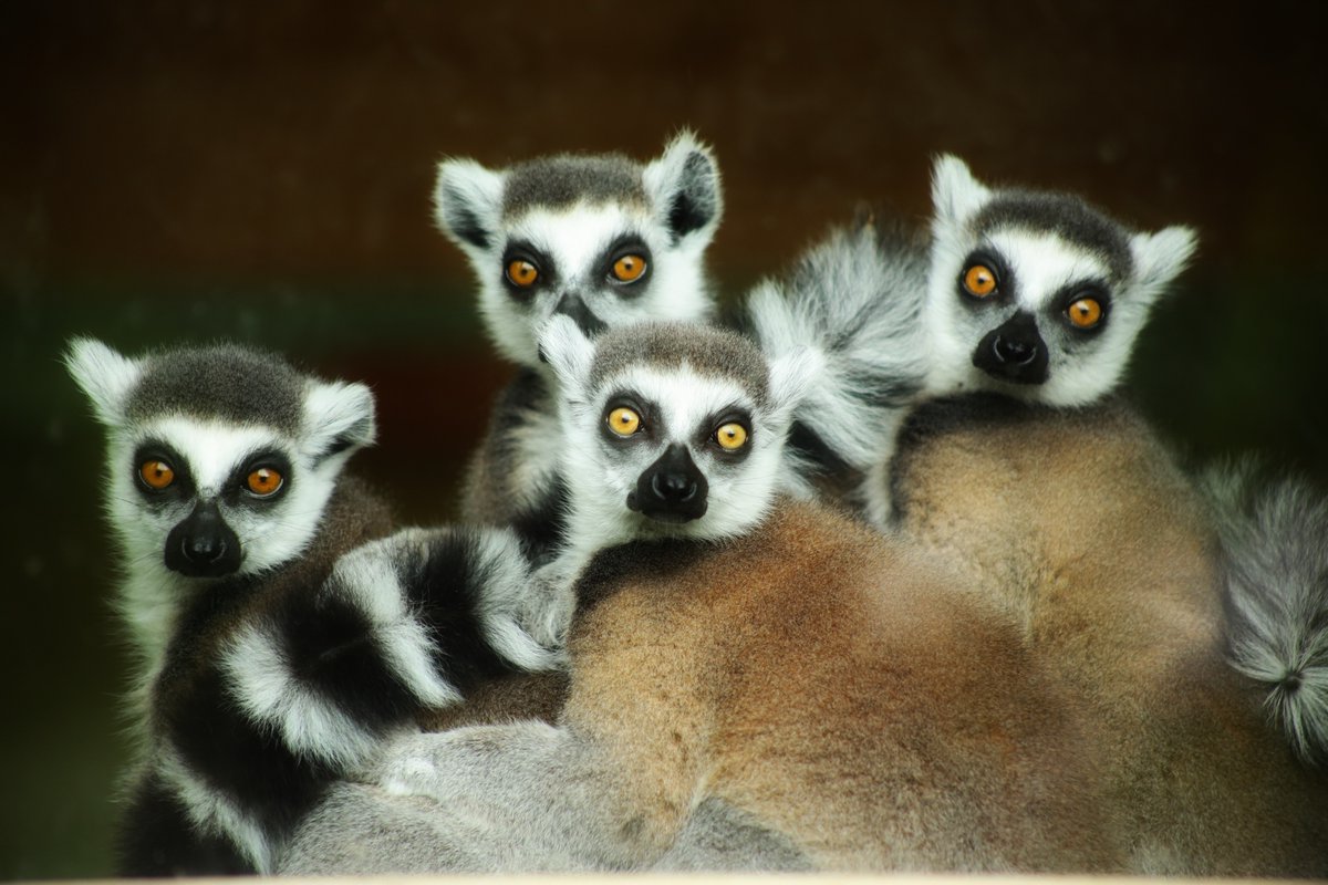 We are excited that the Charvet lab and Translating Time (translatingtime.org) is being supported by the Duke Lemur Center Director's Fund! @AU_APPdept .