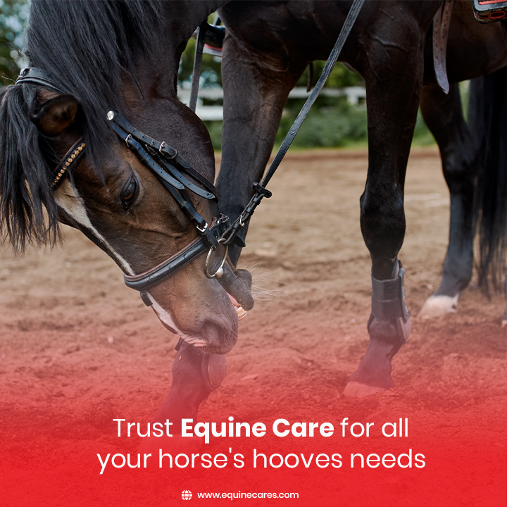 equinecares's tweet photo. π΄π Trust Equine Care for all your horse's hooves needs! π΄π
Visit our website at https://t.co/ilhQ4Chfze to browse our full range of products
#horseboots #farrierapron #saddlepads #hoofknife #LoopKnife #HoofKnife #FarrierShoePullers #FarrierHoofClincher #EquineCare #horses https://t.co/UJbvgqUgiU