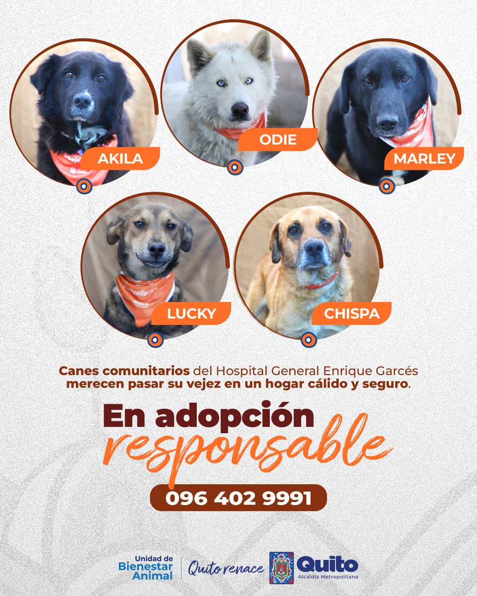 UBAQuito's tweet photo. 🧡#AdopcionesUBA | 5 perros comunitarios que vivían en los alrededores del 🏥Hospital General Enrique Garcés, merecen pasar su etapa adulta en un hogar seguro con tutores responsables que velen por su salud y sus requerimientos alimenticios.
📢¡Ayúdanos a pasar la voz! https://t.co/fP3bA0r3aa