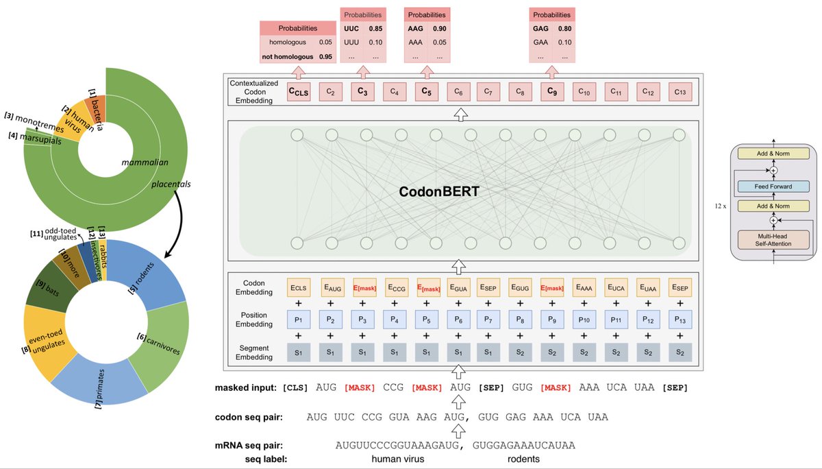 CodonBERT: Large Language Models for mRNA Design and Optimization biorxiv.org/content/10.110…