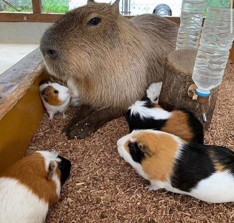 CAPYBARA_MAN's tweet photo. cousins https://t.co/8dCneP3ta0