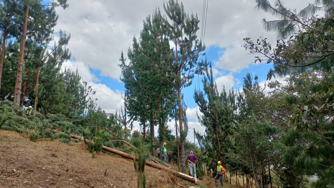 🚧#Catamayo || Personal operativo trabaja en el desbroce de vegetación🌳que se encuentra cerca de las redes eléctricas en el sector Bellavista, El Tambo. 👷‍♂️Esta actividad garantiza la continuidad, confiabilidad y operatividad del sistema eléctrico. #LaEnergíaSomosTodos