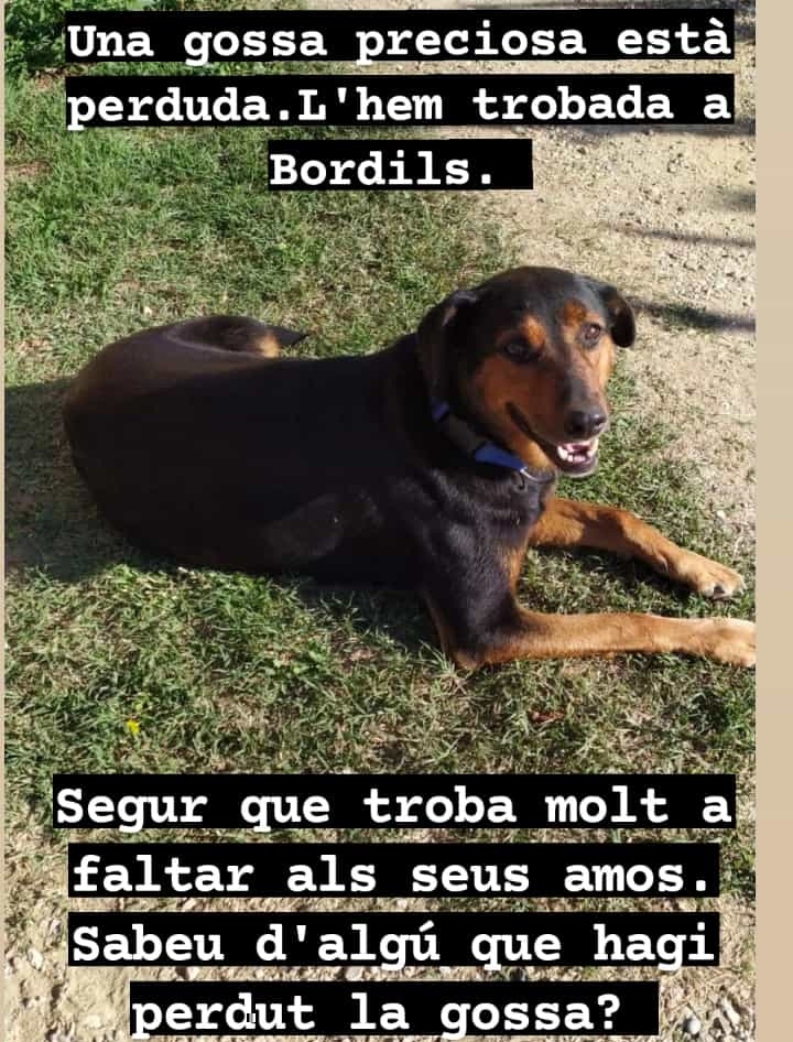 #PetAlertCatalunya #FemXarxa #XarxaGironaPerduts <a href="/pont_roma/">Perduts trobats🐕🐈Catalunya</a>
#Bordils #Girona Gossa trobada a Bordils