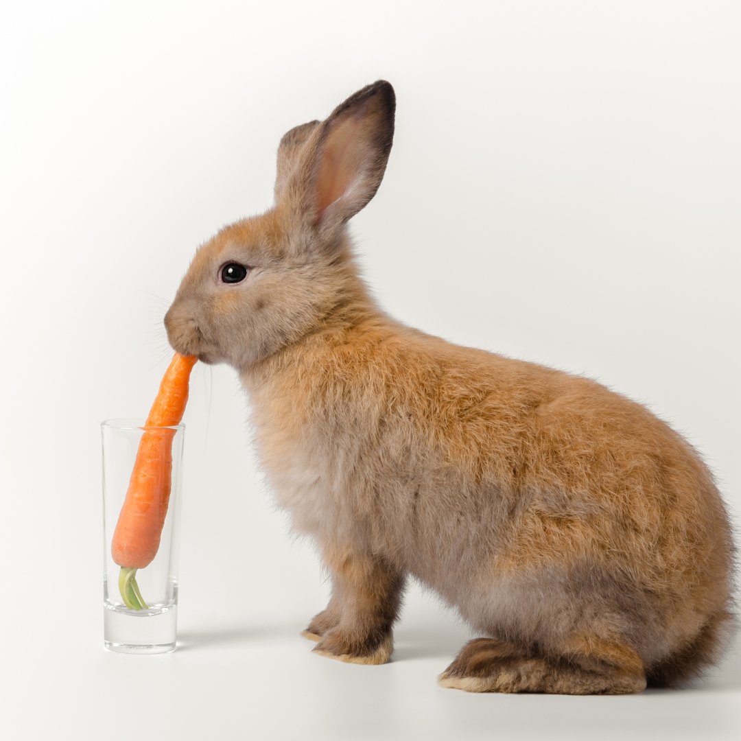 Hop on to dental health by eating carrots! Carrots can help to improve your teeth’s strength!

#teeth #dentist #dentalhygiene #dentistlife #bunnies #bunny #healthyteeth #nationalfruitsandveggiesmonth