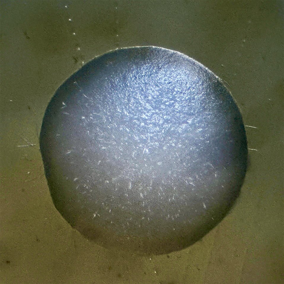 Josh McGinnis tweet media