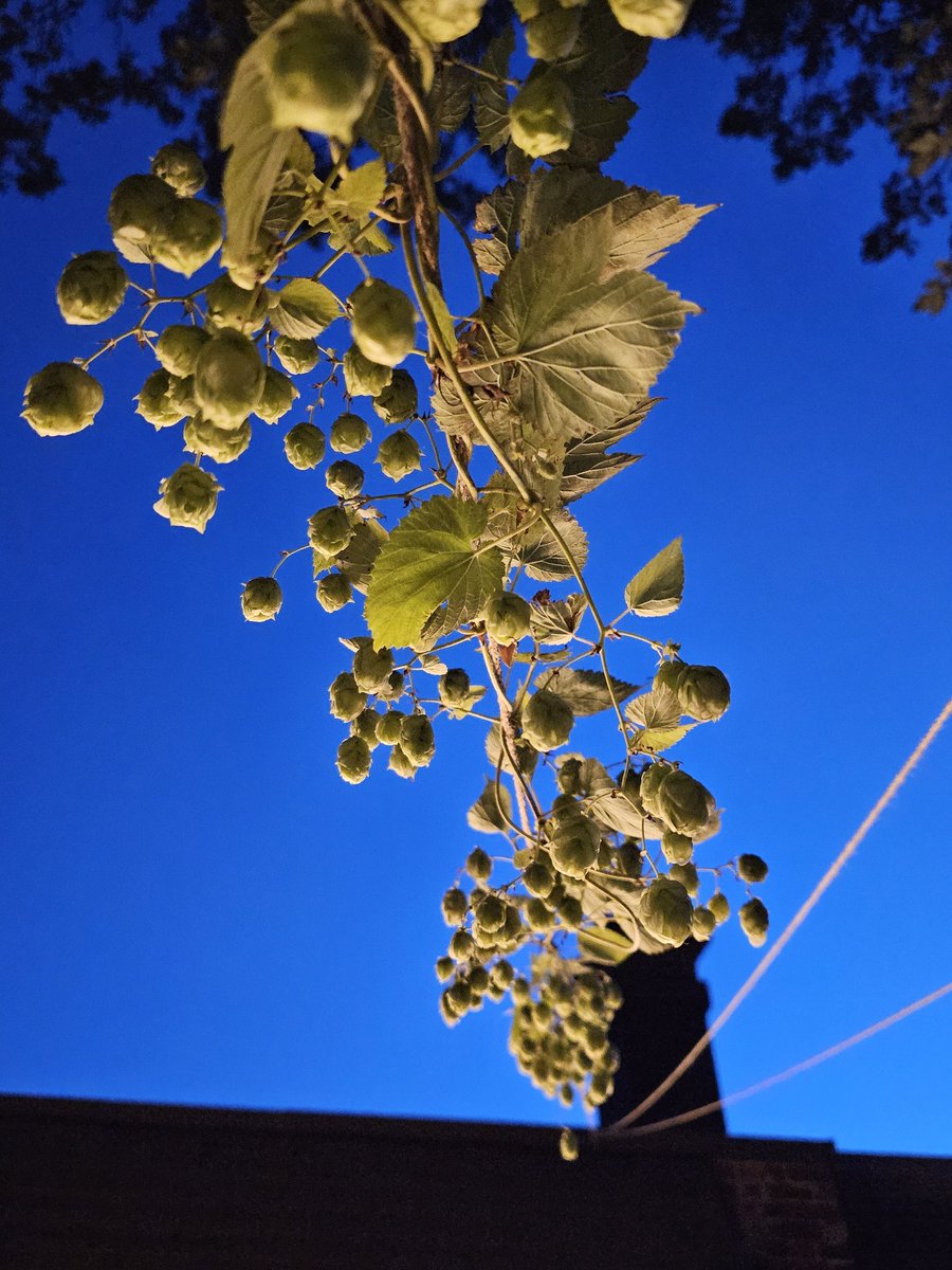 ra2174's tweet image. These homegrown hops are almost ready to be harvested and used in my next beer. Cheers!