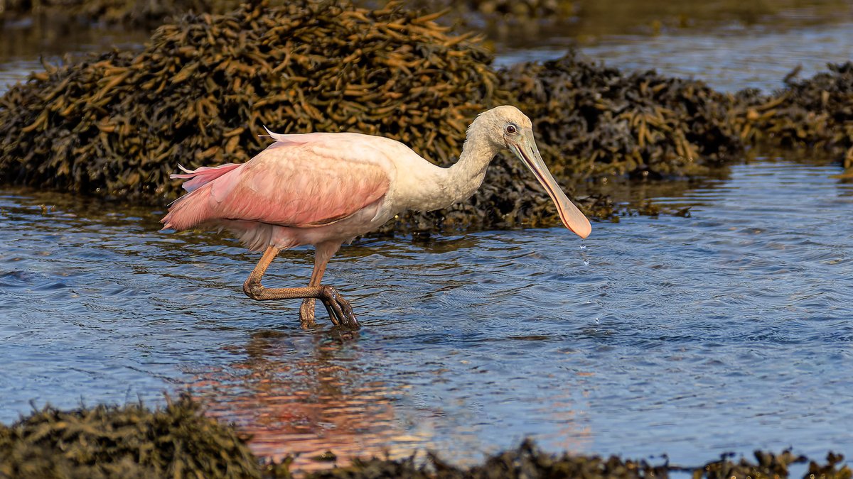 PixelNaturenet's tweet photo. #OrnithoQc #OrnithoBSL  La Spatule rosée (Roseate Spoonbill) #Bird #Birds #Birding #Birdwatching #Ornithology #NaturePhotography #BirdPhotography #Oiseau #Ornithologie https://t.co/yVqAoL5XYa