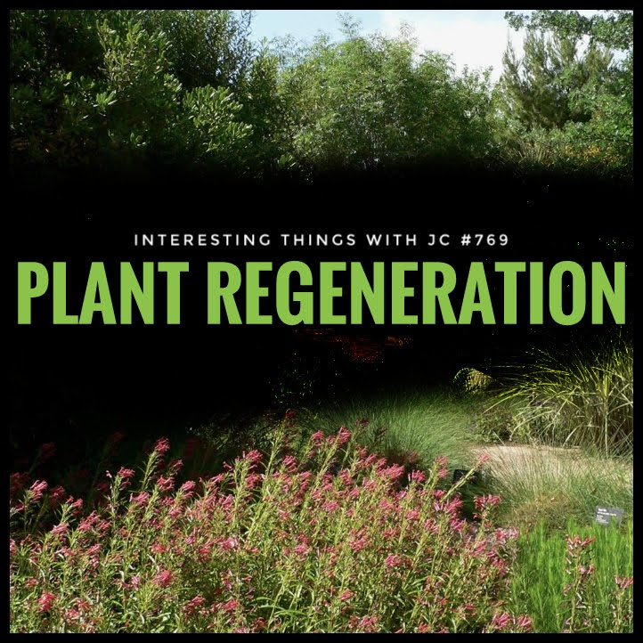 talktojc's tweet image. Discover how genes impact plant regeneration! 🌱✨ WOX13's role unveiled. #PlantRegeneration #Genes #ScienceTidbits #WOX13

Tune in on @ThePodcastRadio or visit JimConnors.net