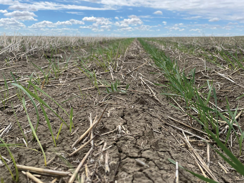 Lallemand Field Solution Manager, Matt Pfarr (@MatthewPfarr1) got the opportunity to talk to the Manitoba Co-operator (@MBCooperator) about #LALRISE Start SC and its benefits to phosphorus solubility and overall soil health! Click the link to read it now.

ow.ly/fY5b50PKRYJ