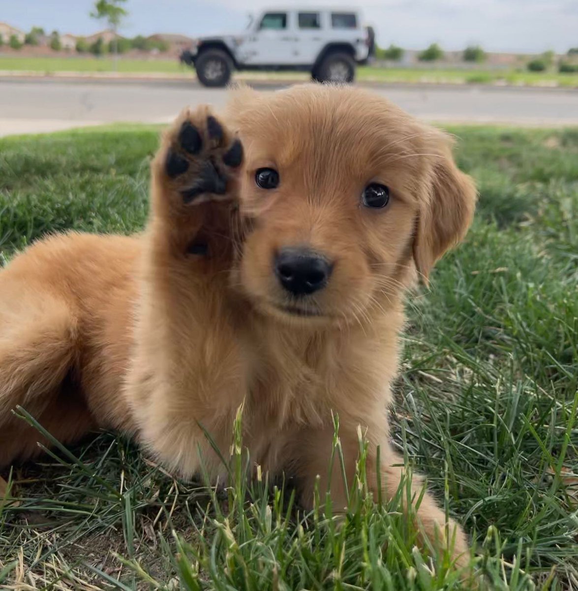 WeRateDogs tweet media