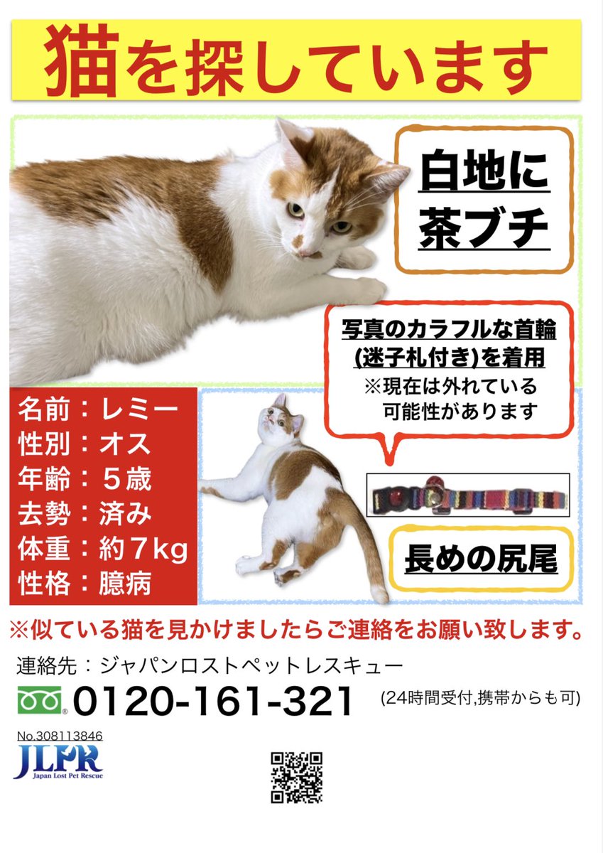 レミー 愛猫脱走 捜索専用アカウント🐱 tweet media