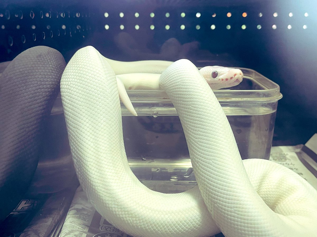 yuki0320maru's tweet photo. おはようございます😄
#ボールパイソン
#ブルーアイリューシ
#bel
#blueeyelucy
#ballpython
#爬虫類好きさんと繋がりたい https://t.co/x6yRxBq5qb