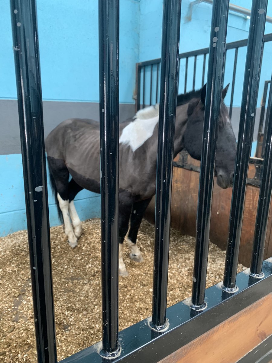 aryanejesusfer2's tweet photo. To  succeed in this world, you must stay the course.#instahorses  #equestrianlife #horseaddict #horselifestyle #horseofthedayy #horseylove  #ponyofinstagram #horseofinstagram #horseriding📷 #instahorses_post #horseshow #horseback #horse #paard #instahorse #horsesplanet https://t.co/RDA5yi9bDS