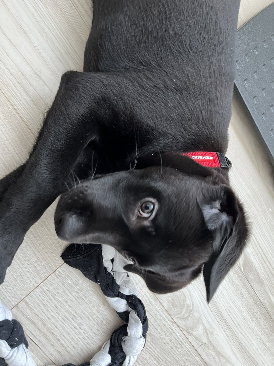 「大型犬のパピー、毎日触るごとに筋肉がついてきてDNA筋トレすげーってなる」|よー清水🐧画集発売中のイラスト